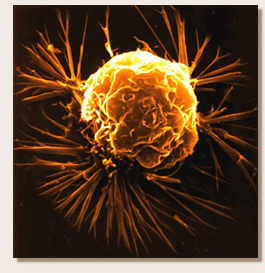 Cancer Cell