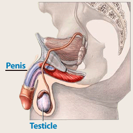Penis Anatomy - Testicular Cancer