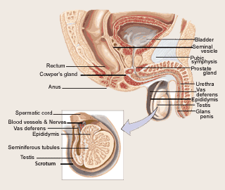 Testicle Anatomy - What causes Testicular Cancer