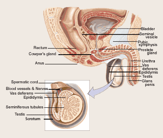 Testosterone articles